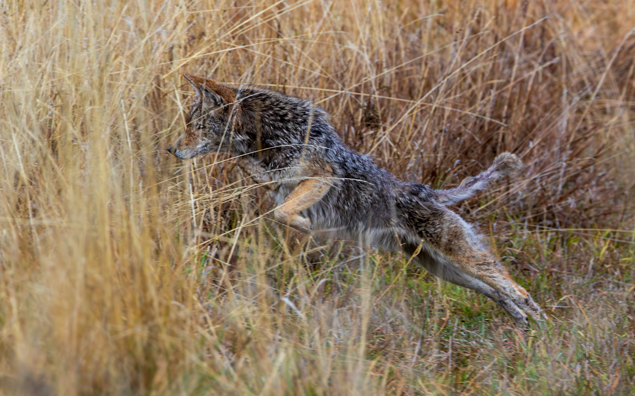 Coyote Jumping in Grass