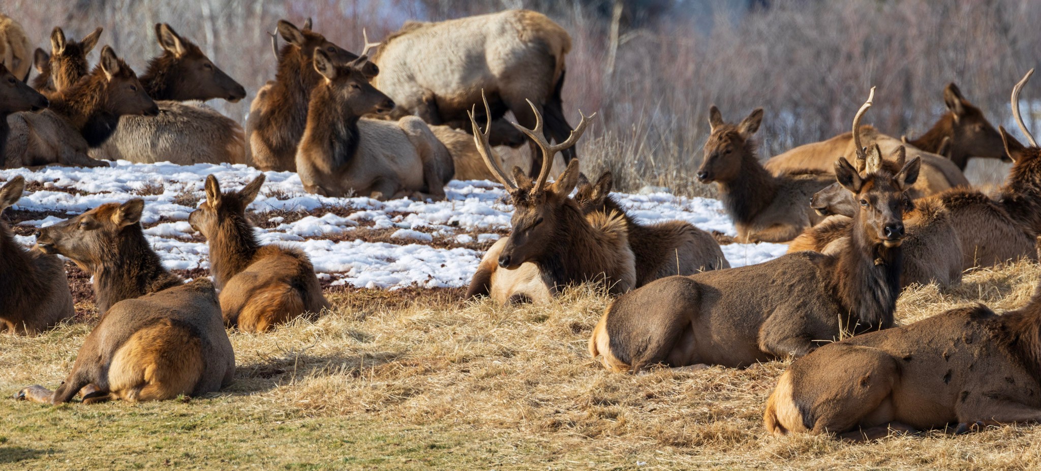 Elk Heard Laying Down in Winter