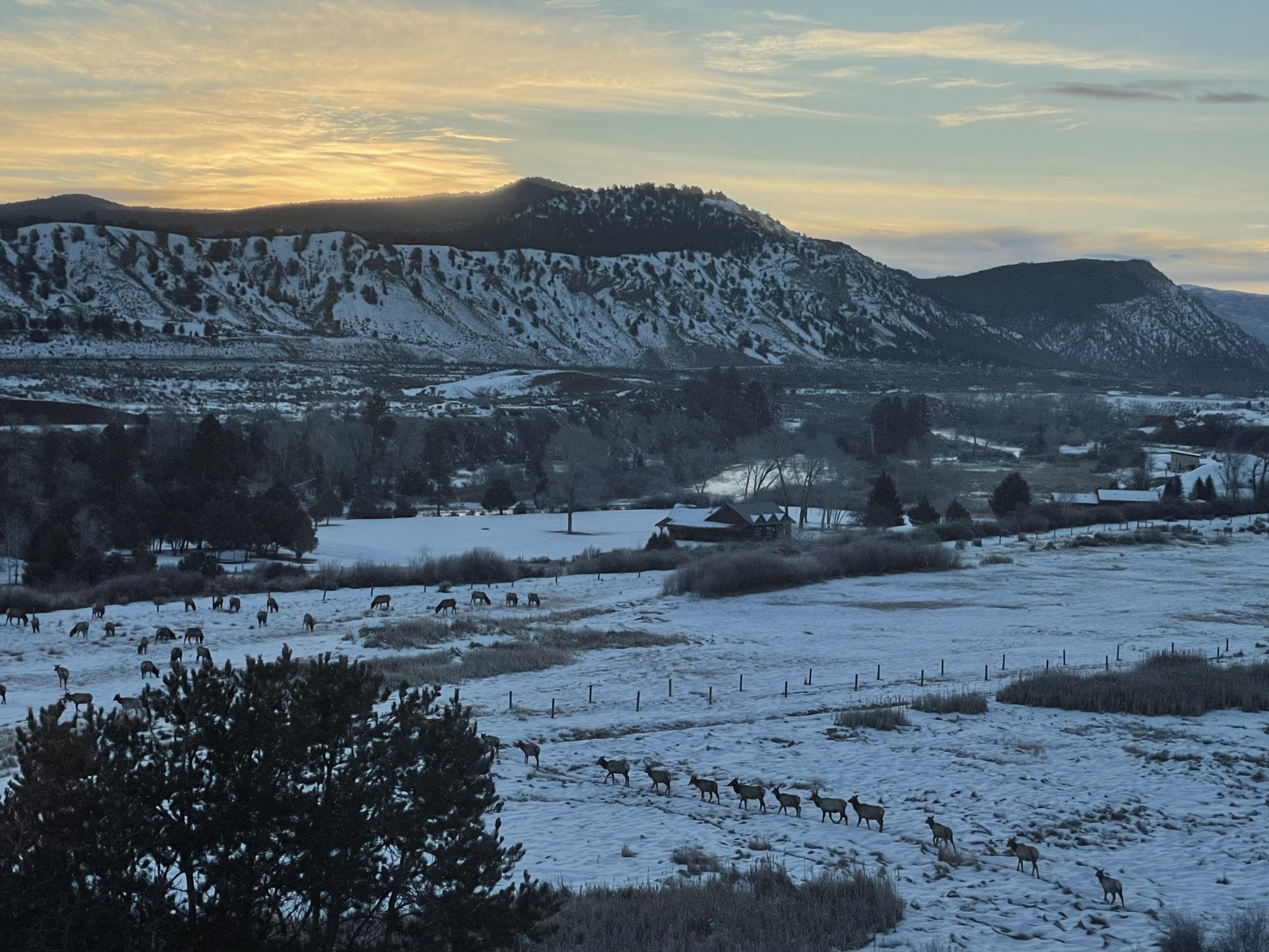 Aerial view of elk migrating near Highway 82, the Roaring Fork River, and Cattle Creek.