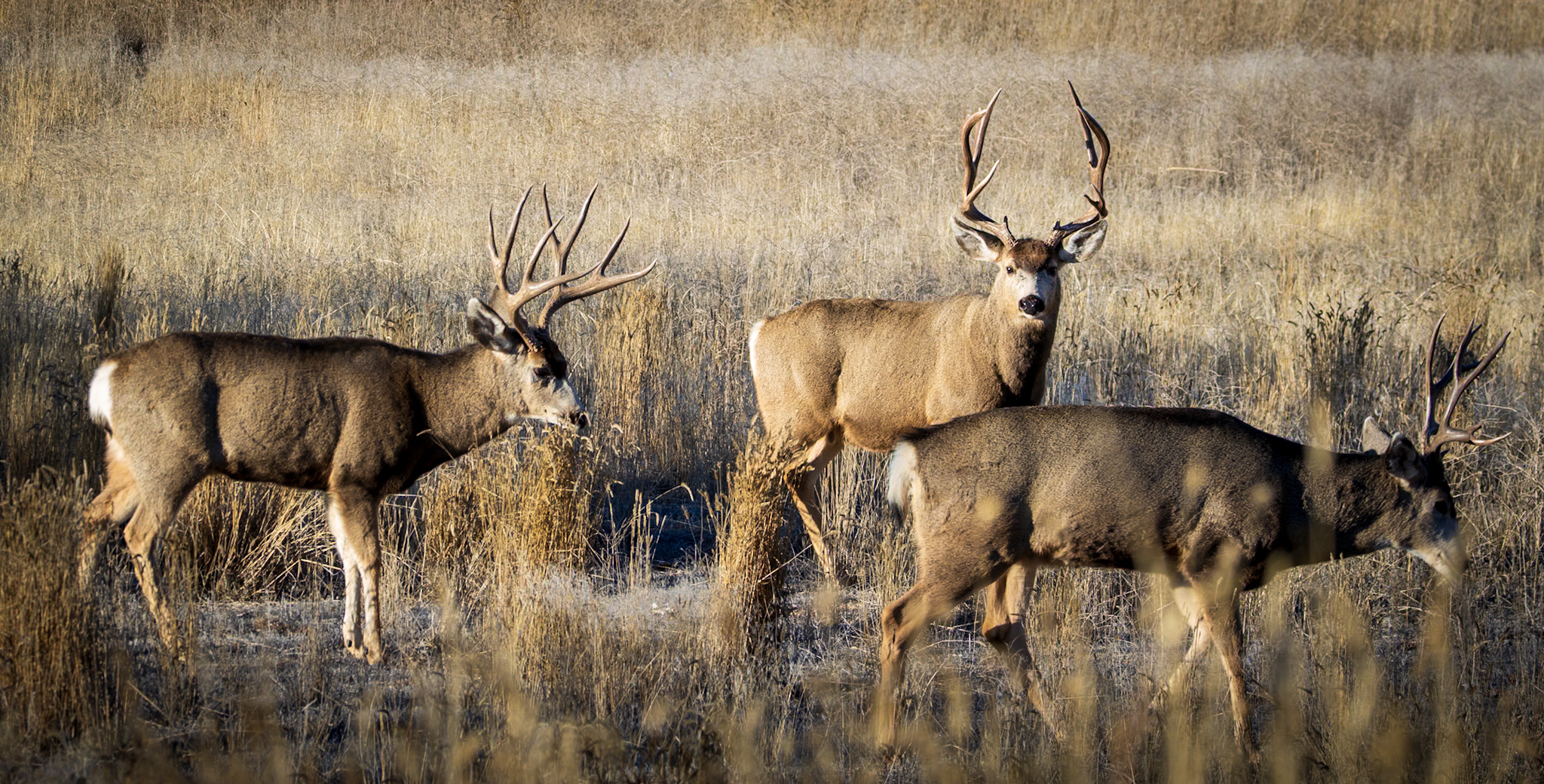 Deer grazing near Cattle Creek Confluence