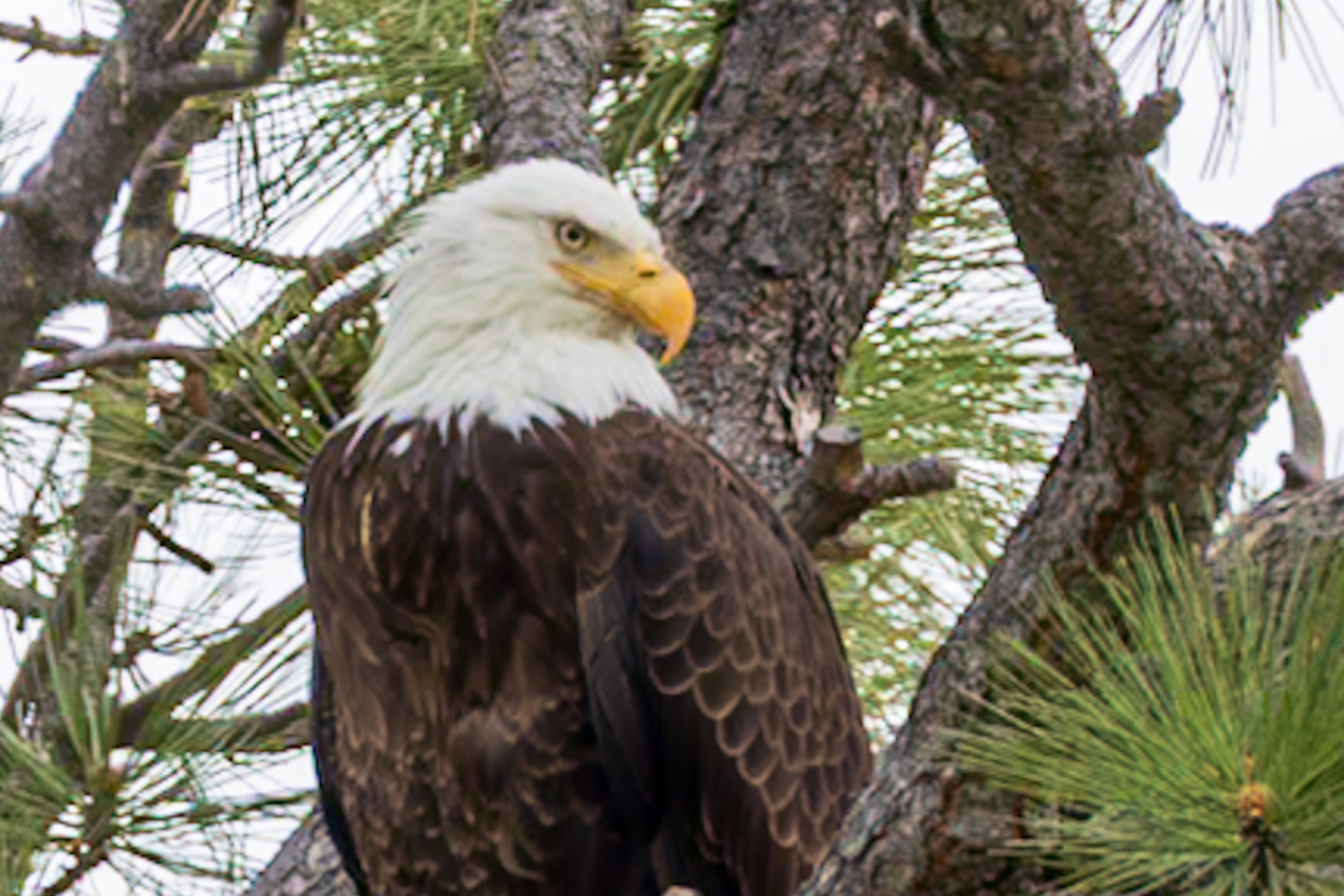 Bald eagle sitting in a tree